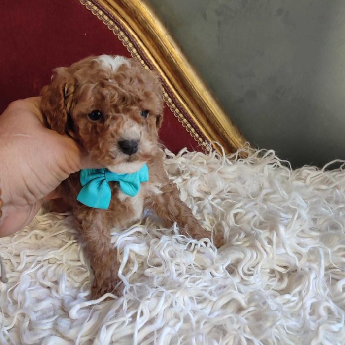 Bichpoo/Pochoon / Maltipoo - dostępny  piesek /samiec.