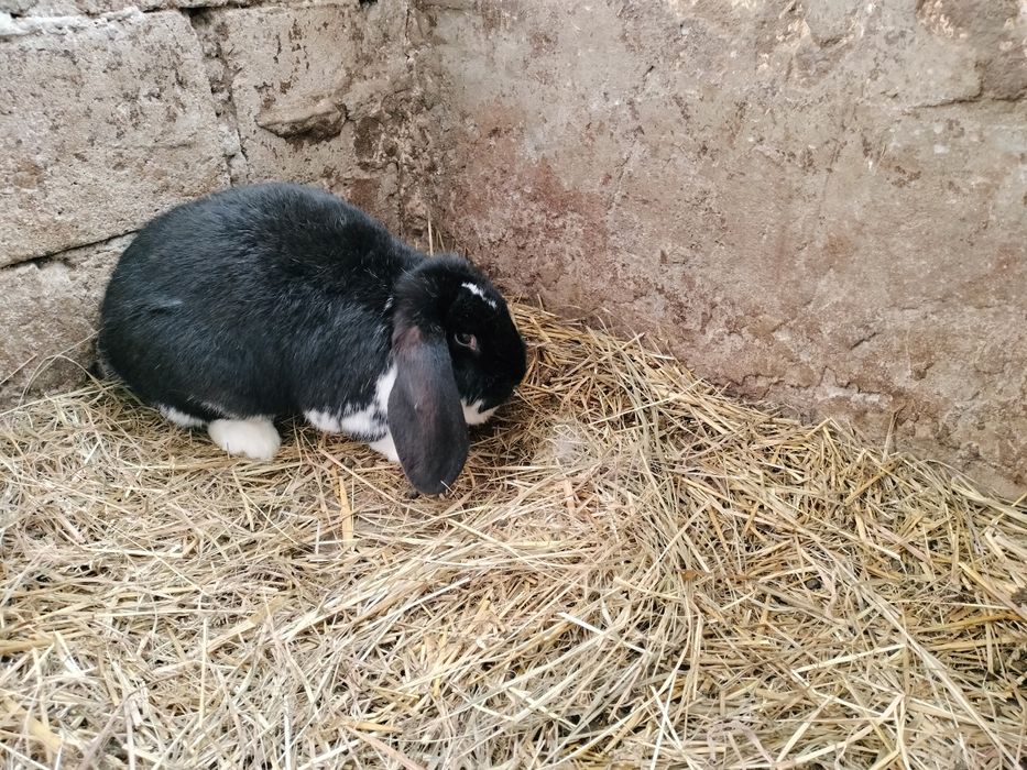 Królik Baran Francuski.