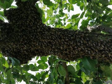 Zbiore rój pszczół