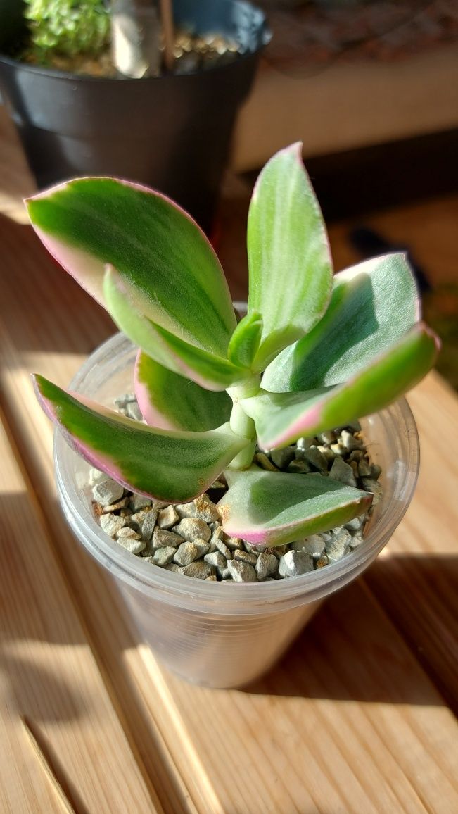 Crassula  Solana Крассула Солана