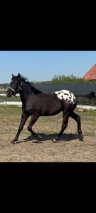 Roczny ogierek Appaloosa