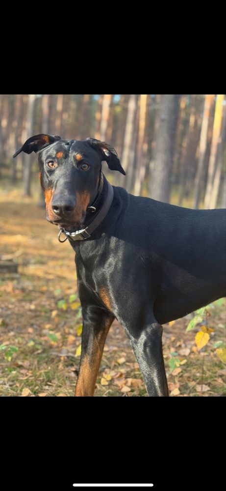 Oddam 3letniego dobermana