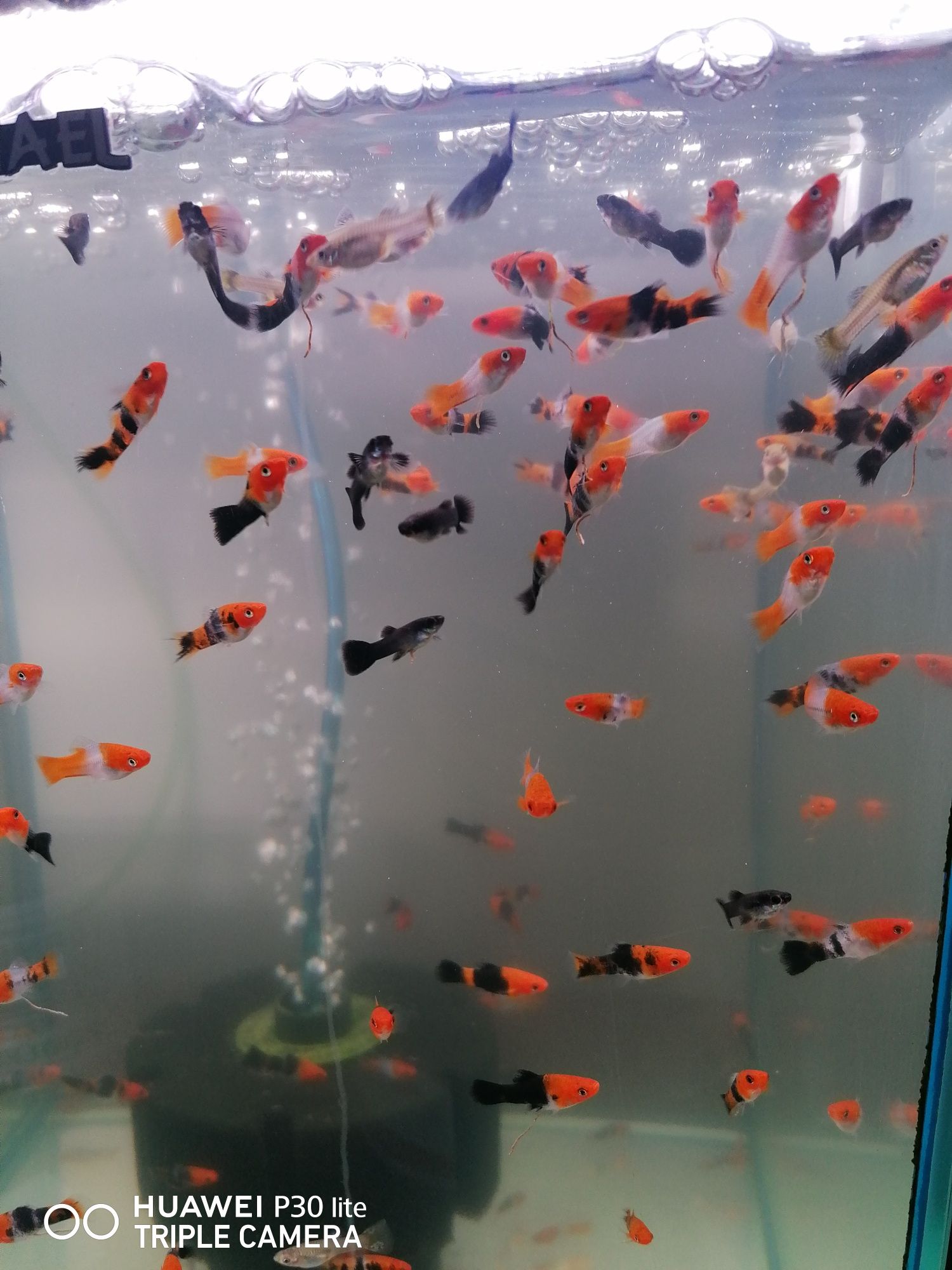 Mieczyki Koi Kohaku  Tricolor Pomarańczowo Czarne