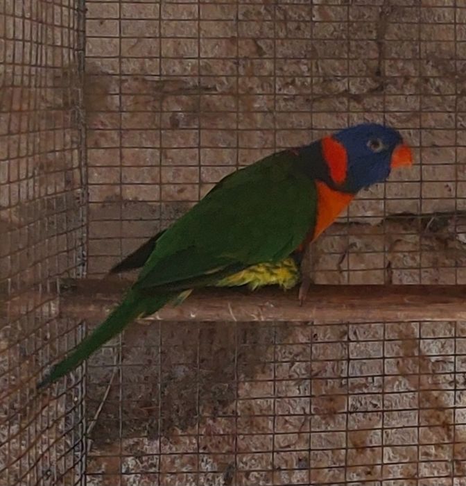 Psitacideos de qualidade