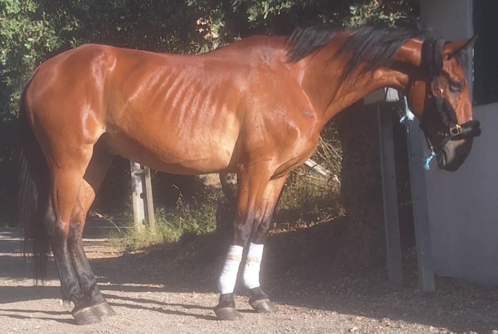 Cavalo castrado masinho para qualquer pessoas ou crianças