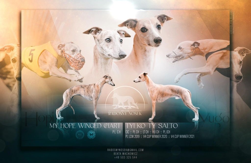 Szczeniaczki  - whippet