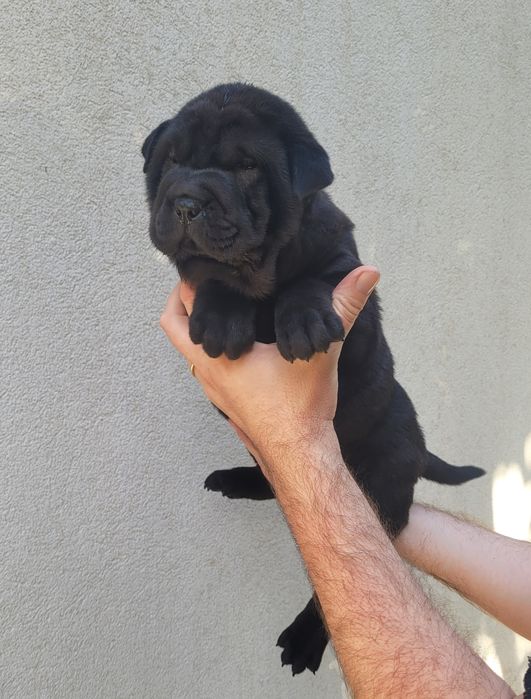 Sharpei femea preta
