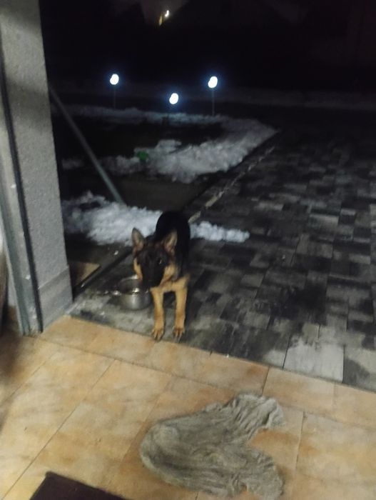 Pies - suka owczarka niemieckiego