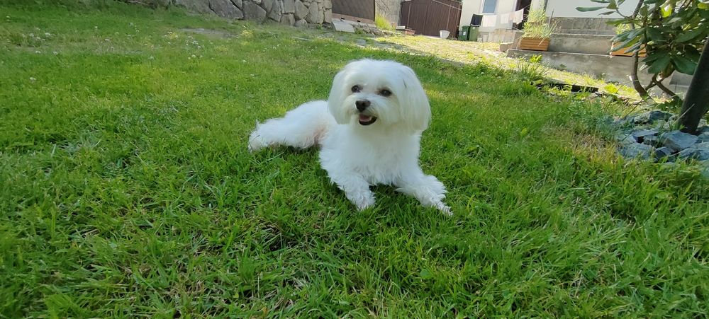 Reproduktor Maltańczyk