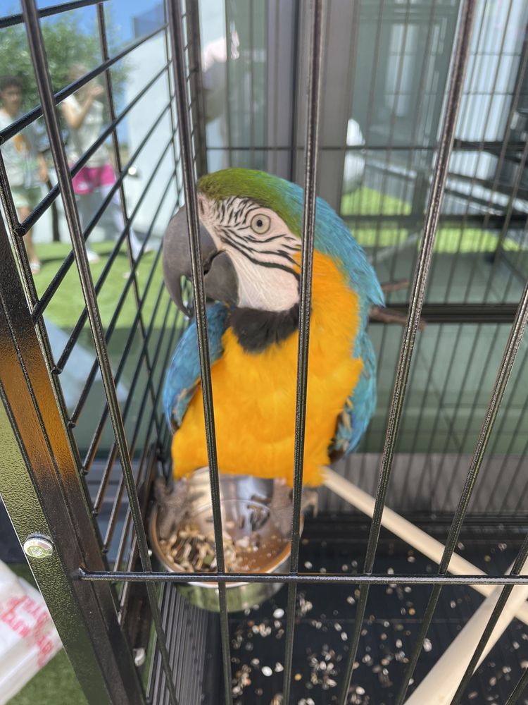 Arara  com gaiola