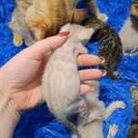 Бенгальский котёнок кот кошка