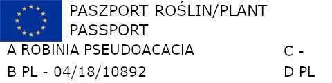 ROBINIA AKACJOWA Akacja - sadzonki w doniczkach
