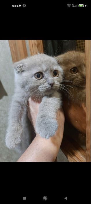 Кошеня Висловухе, 2 міс