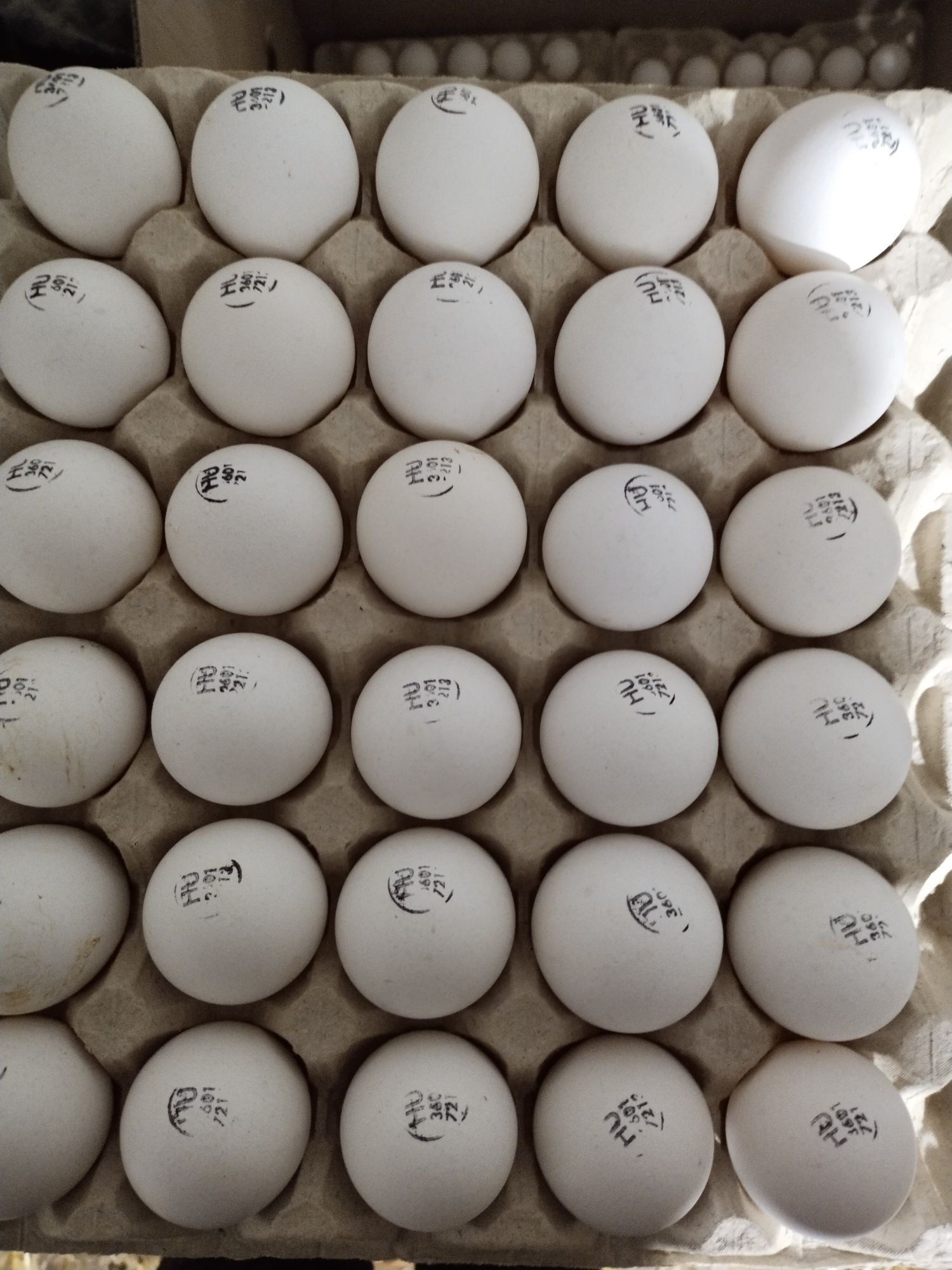Угорське якісне інкубаційне яйце