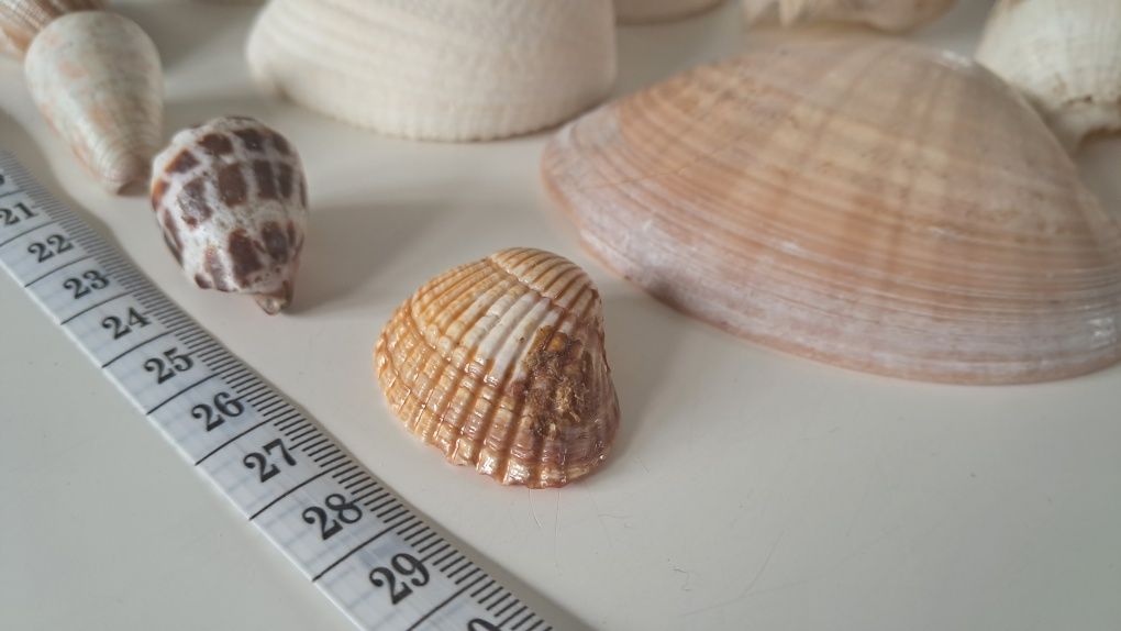 Muszle morskie ślimaki małża porcelanka tygrys