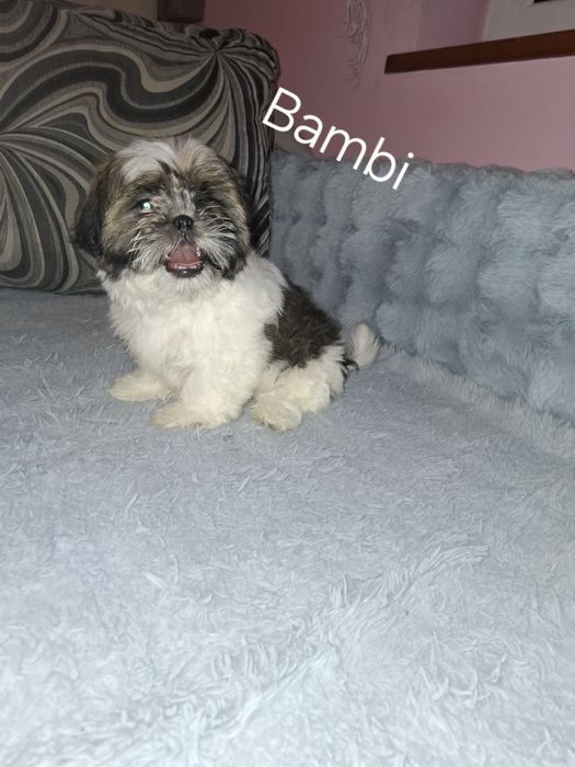 Shih-tzu samiec szczeniak