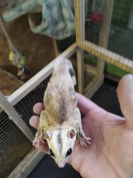 Lotopałanka karłowata okazja