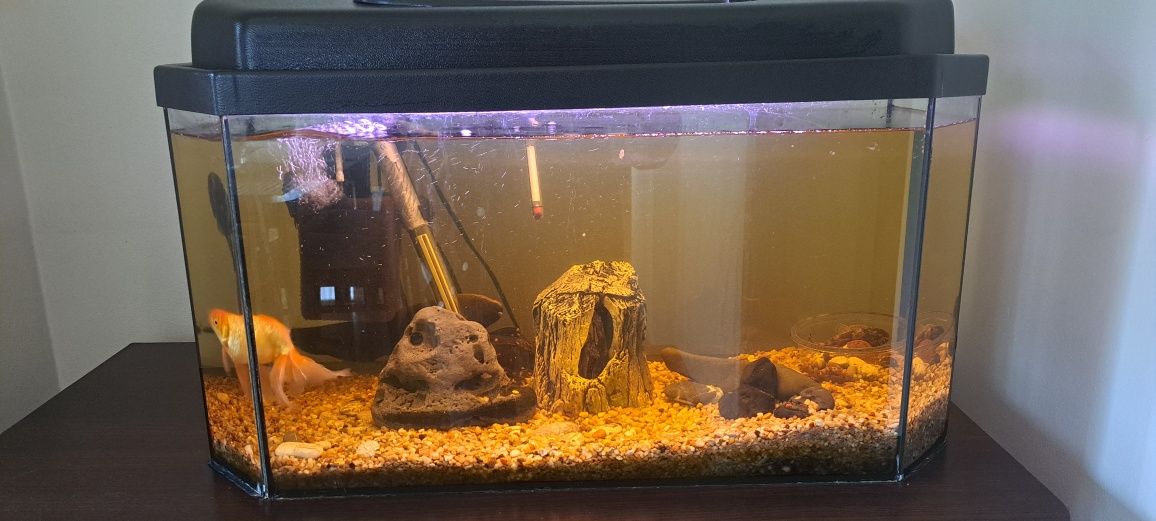 Akwarium 50l z całym osprzętem