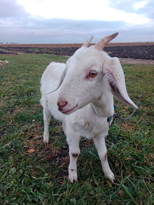 Продам англонубійка 75%