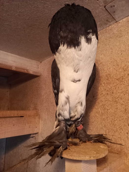 Garłacz, garłacze hanackie