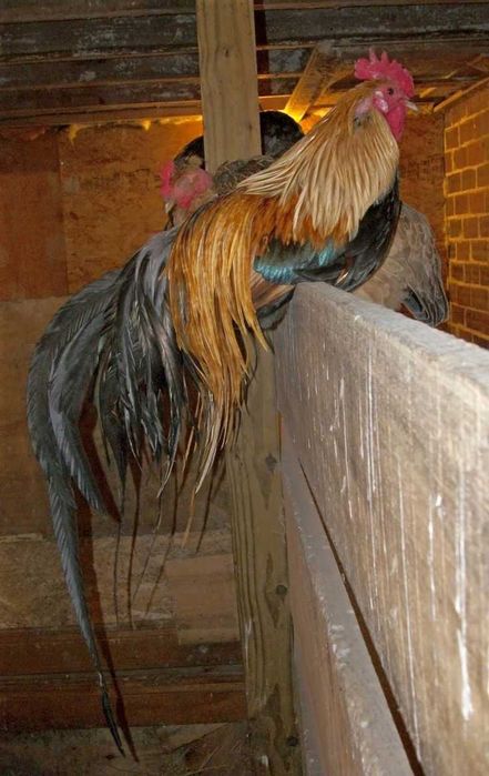 Декоративні курочки породи Фенікс, кури та півники Фенікс парами