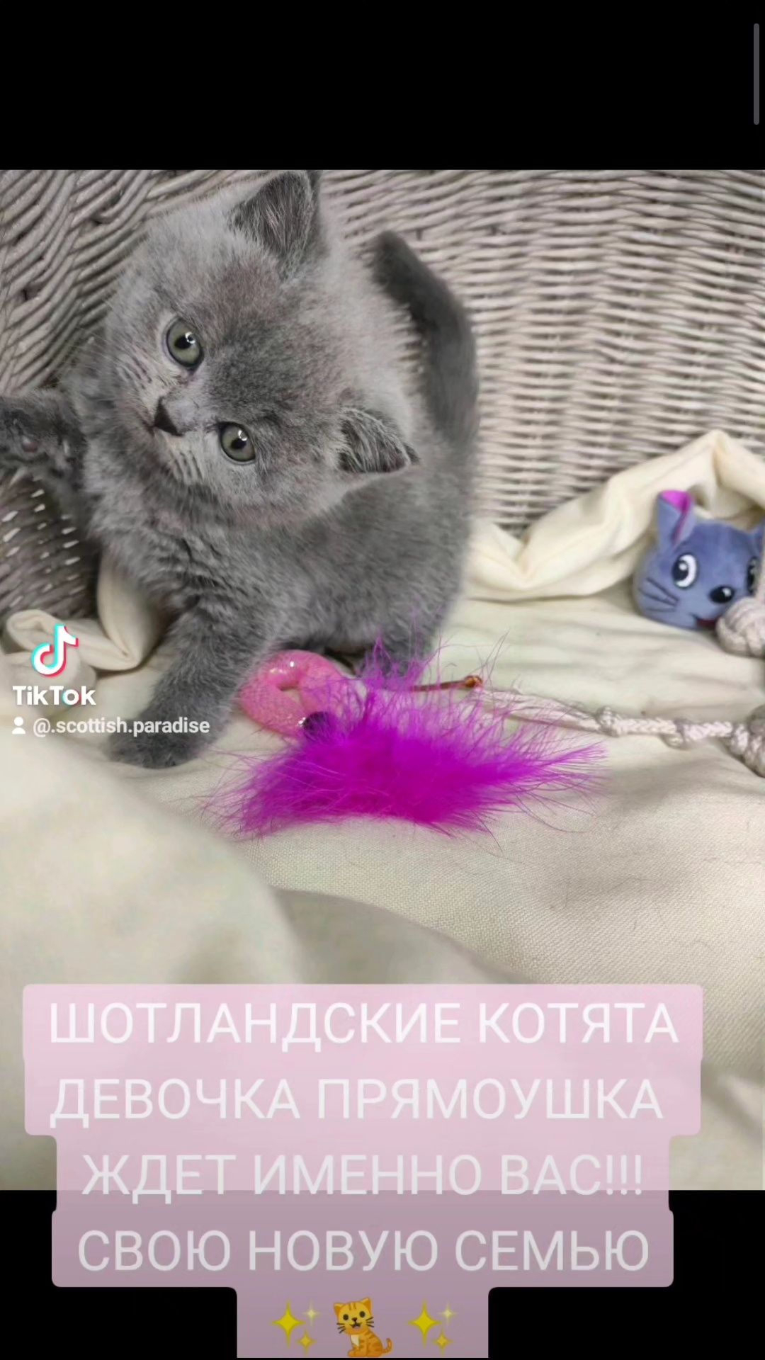 Продам Шотландських котяток