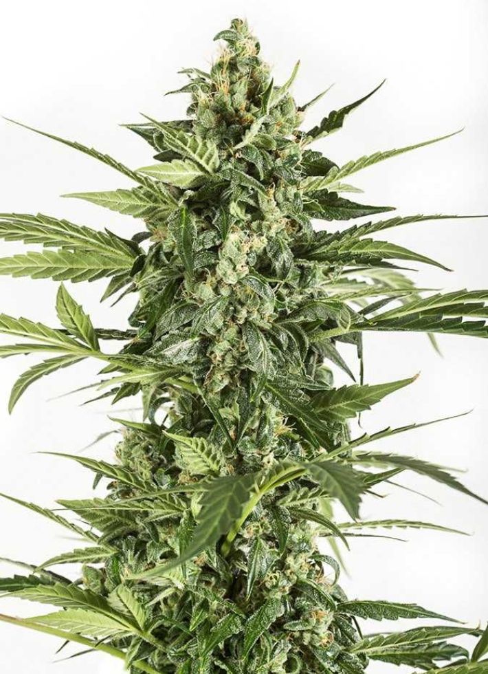 Auto Lemon Skunk 20szt Nasiona Marihuany Indica Sativa THC Growbox