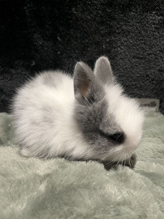 Króliczek Karzełek Teddy Aqualife