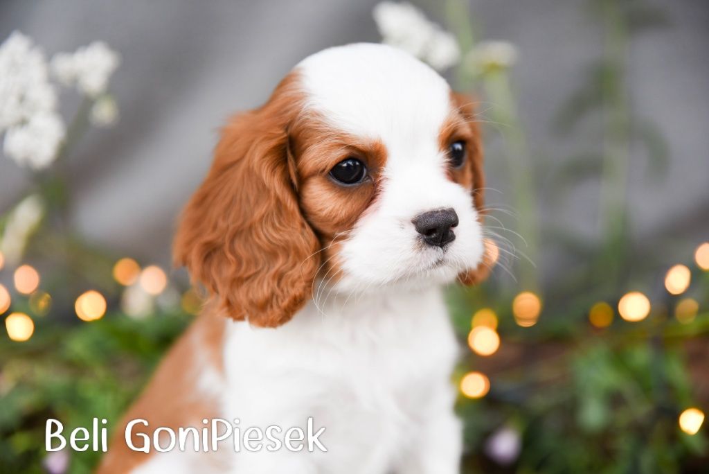 Cavalier King Charles Spaniel Blenheim