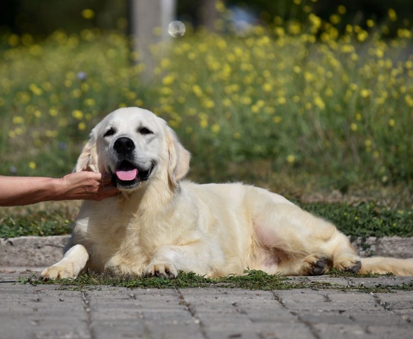Голден ретривер кобель