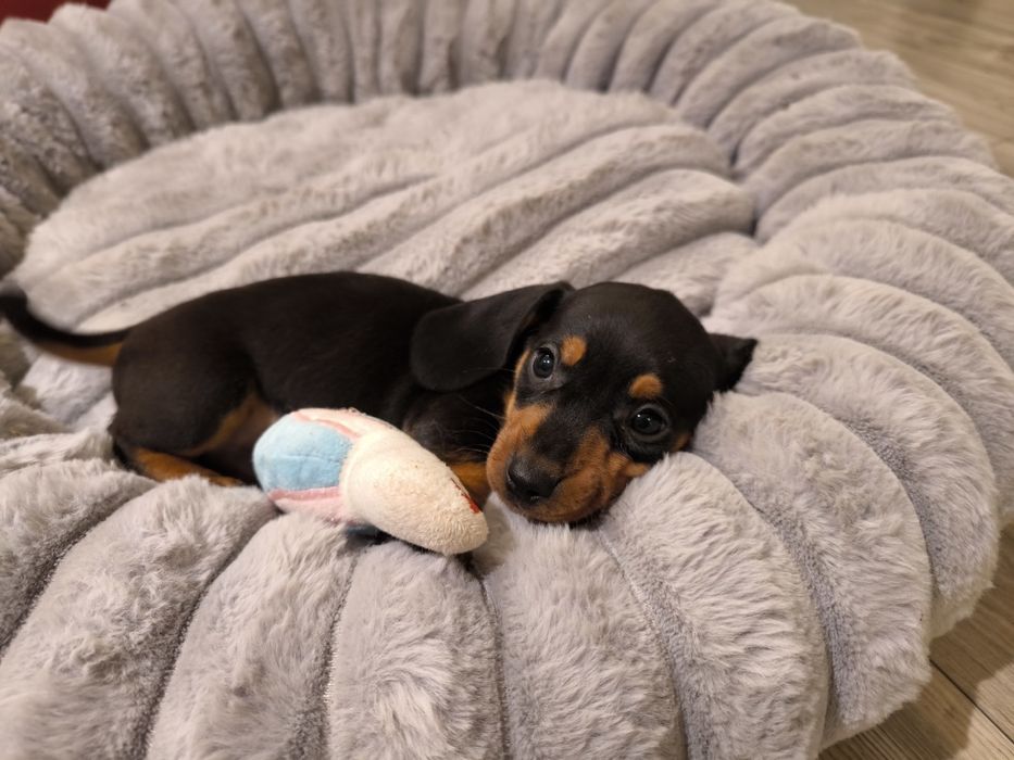 Jamnik miniaturowy krótkowłosy czarny podpalany