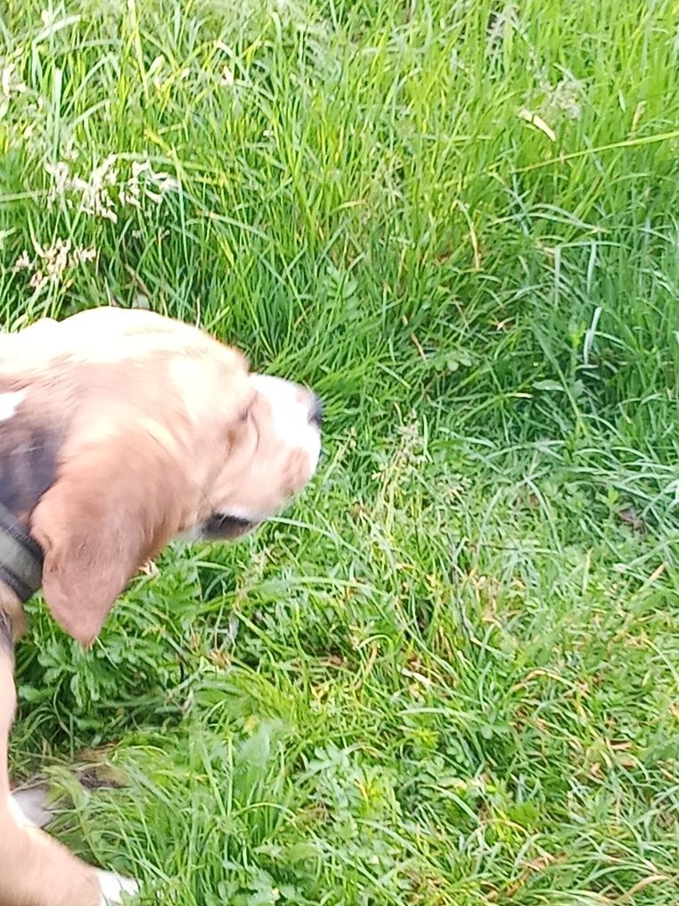 Hektor 4lata beagle oddam w dobre ręce