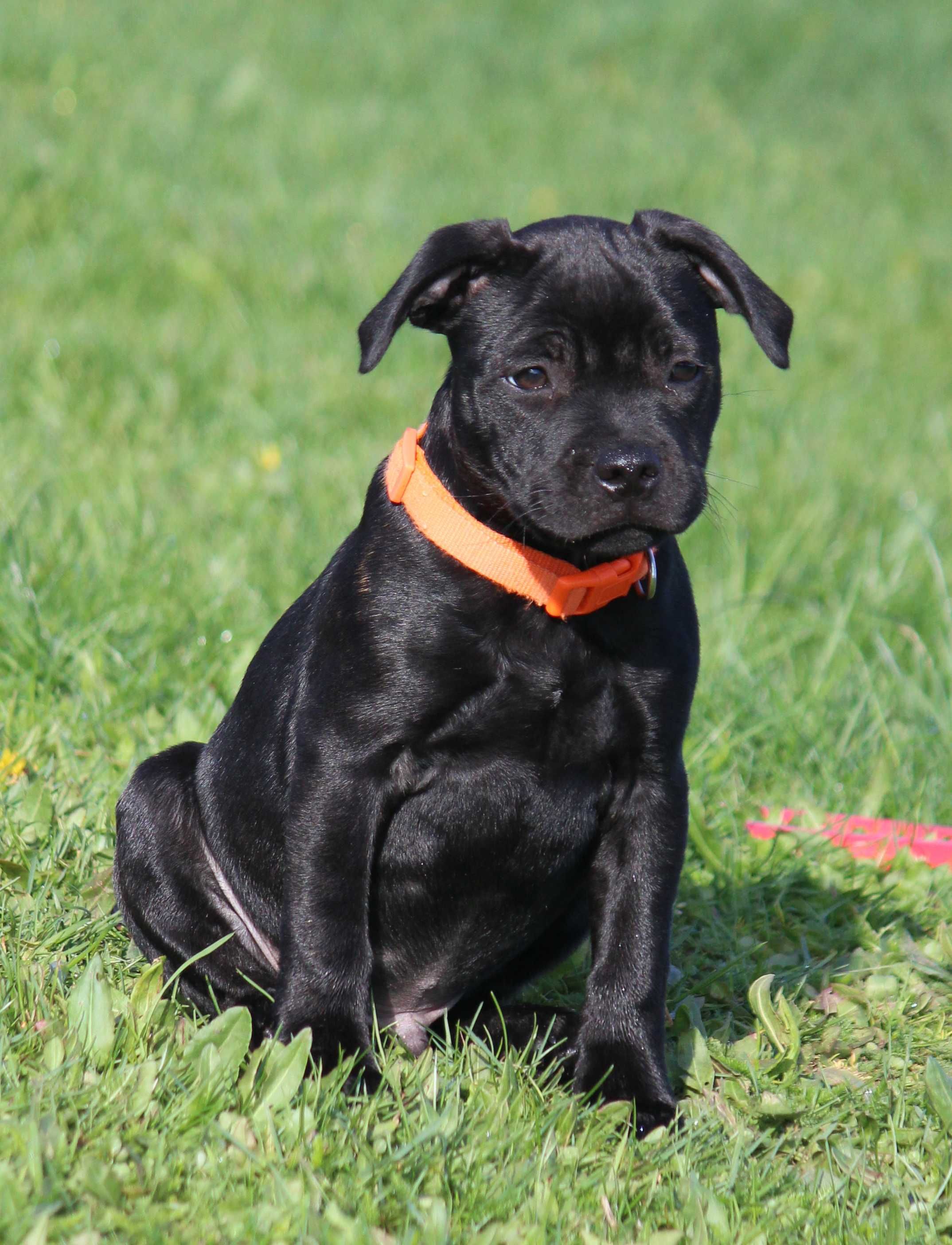 Staffordshire Bull Terrier, Staffik Stafford