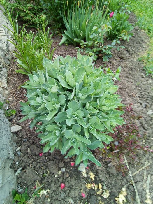 Очиток, заяча капуста