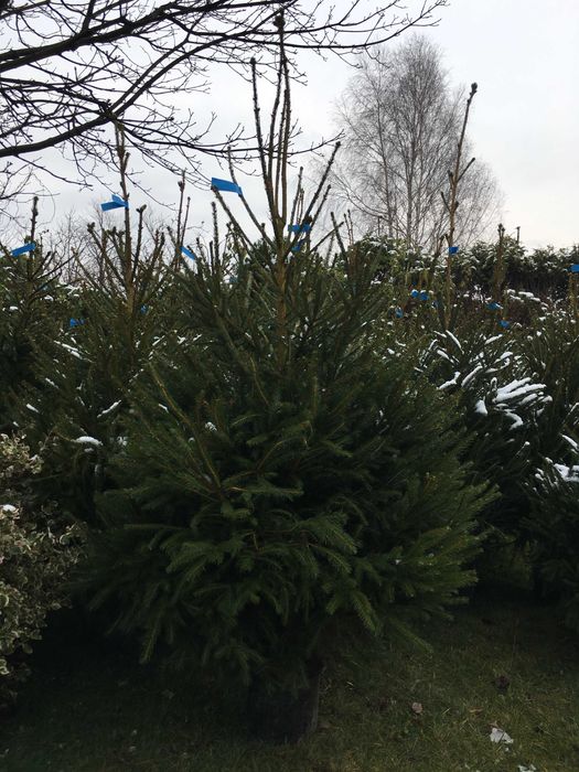 Choinki Świerk Jodła kaukaska z dowozem plantacja choinek