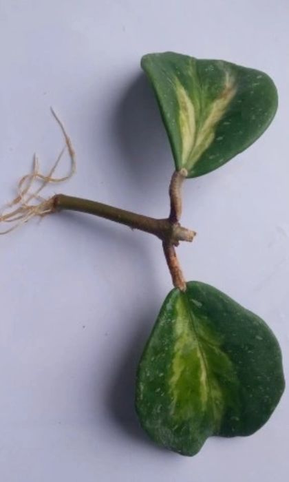 Hoya obovata variegata picta hoja