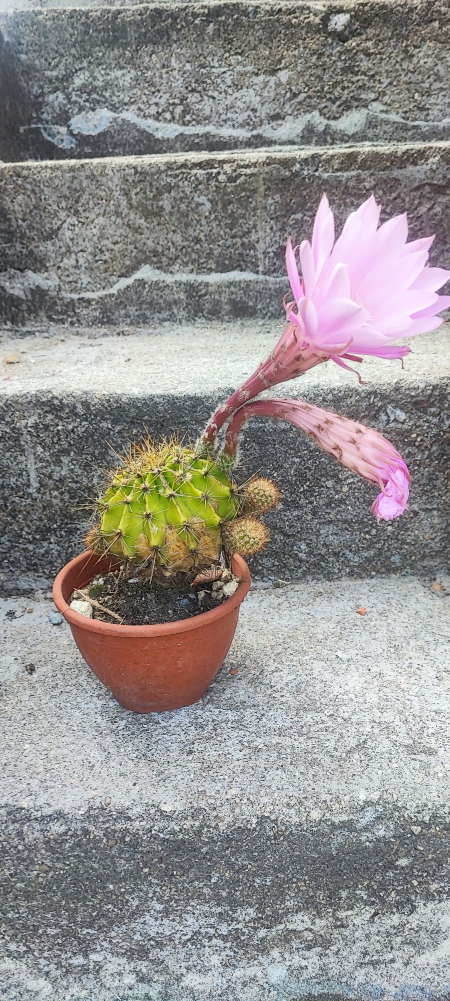 Cacto planta ...
