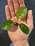 Rosliny Akwariowe Anubias