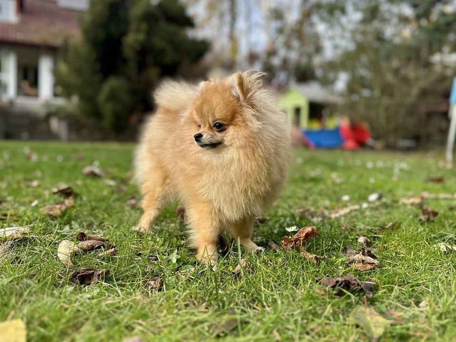 Suczka Szpic mianiaturowy pomeranian ZKwP FCI