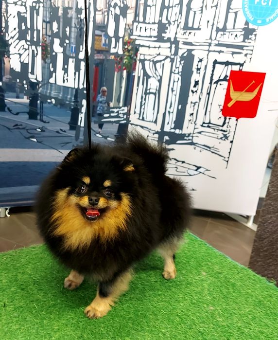 Pomeranian szpic miniaturowy zkwp FCI