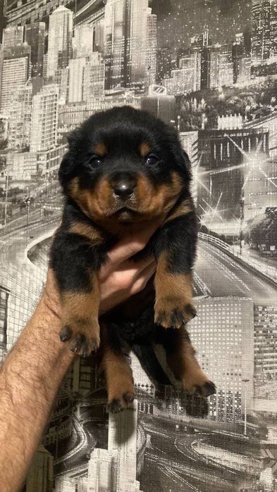 Цуценята ротвейлера