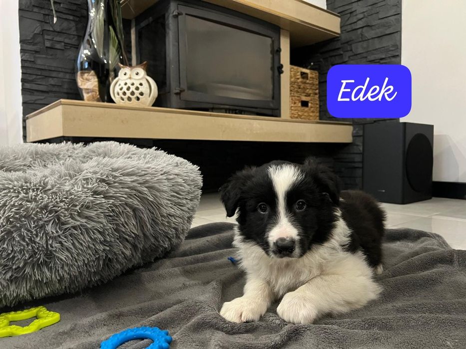 Piesek Border Collie