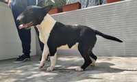 Bull Terrier macho 6meses