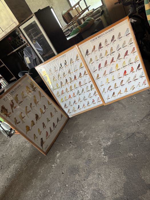 Vendo quadros de colecao