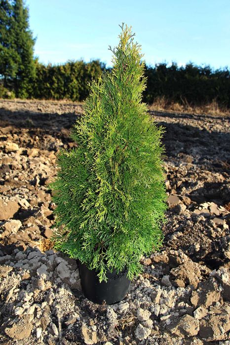 Tuja szmaragd 50 cm, szkółka, najtaniej w regionie.