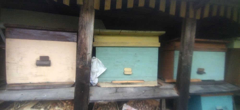 Вулик, пасіка продам