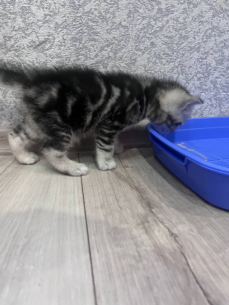 Шотланські кошенята
