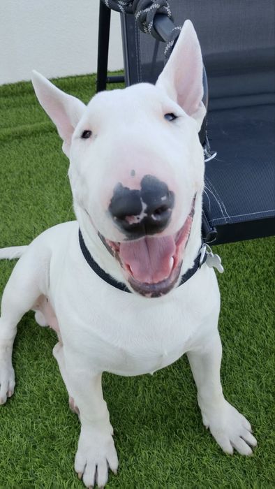 Bull Terrier Standard – Macho disponível