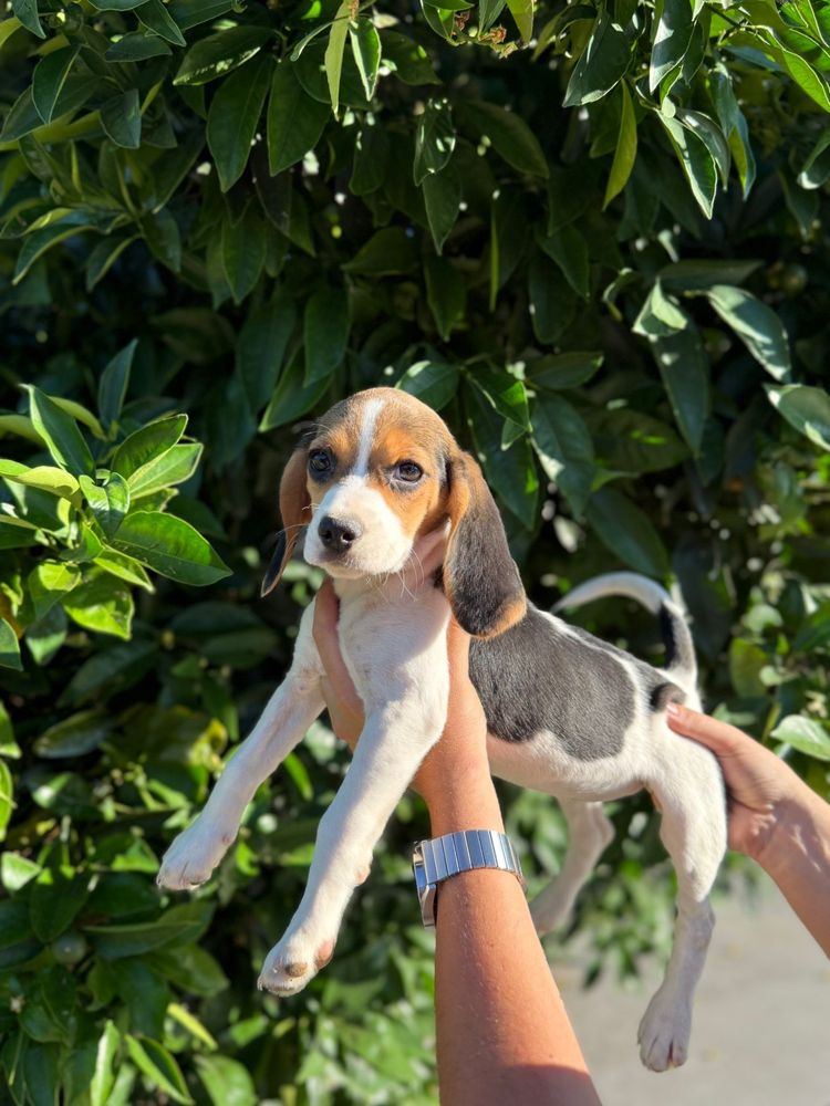 Beagle Femea espetacular