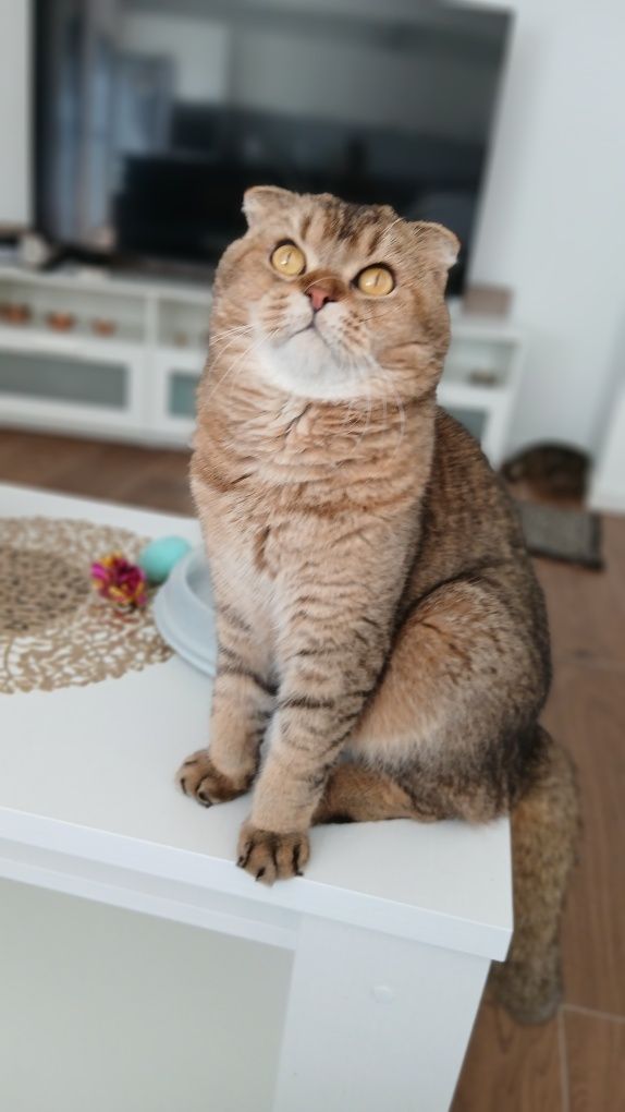 Macho Scottish fold. Golden shaded. Reprodutor